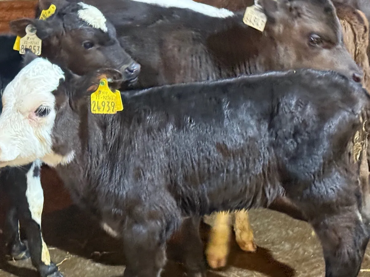 8 FRESION BULL & HEREFORD CALVES - Image 3