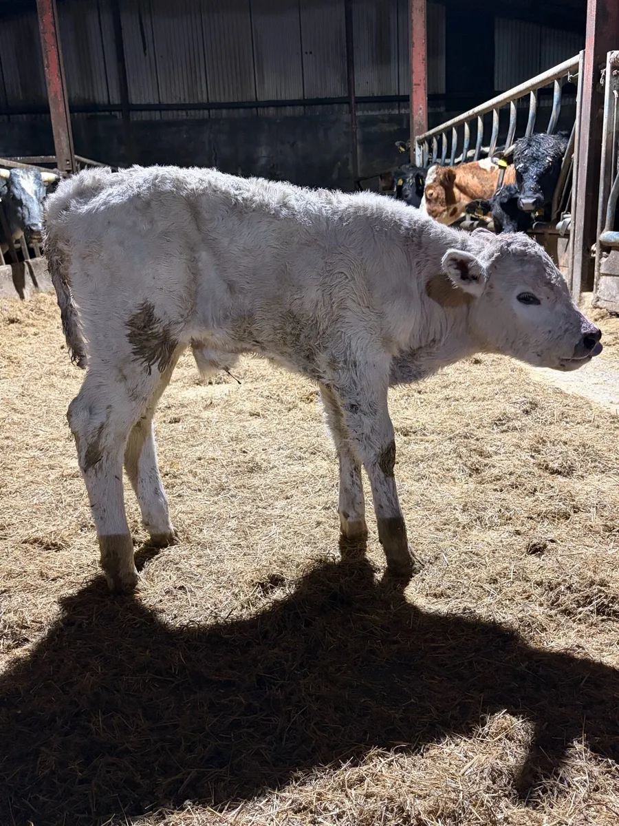 Beef bred Charlie bull calf - Image 2