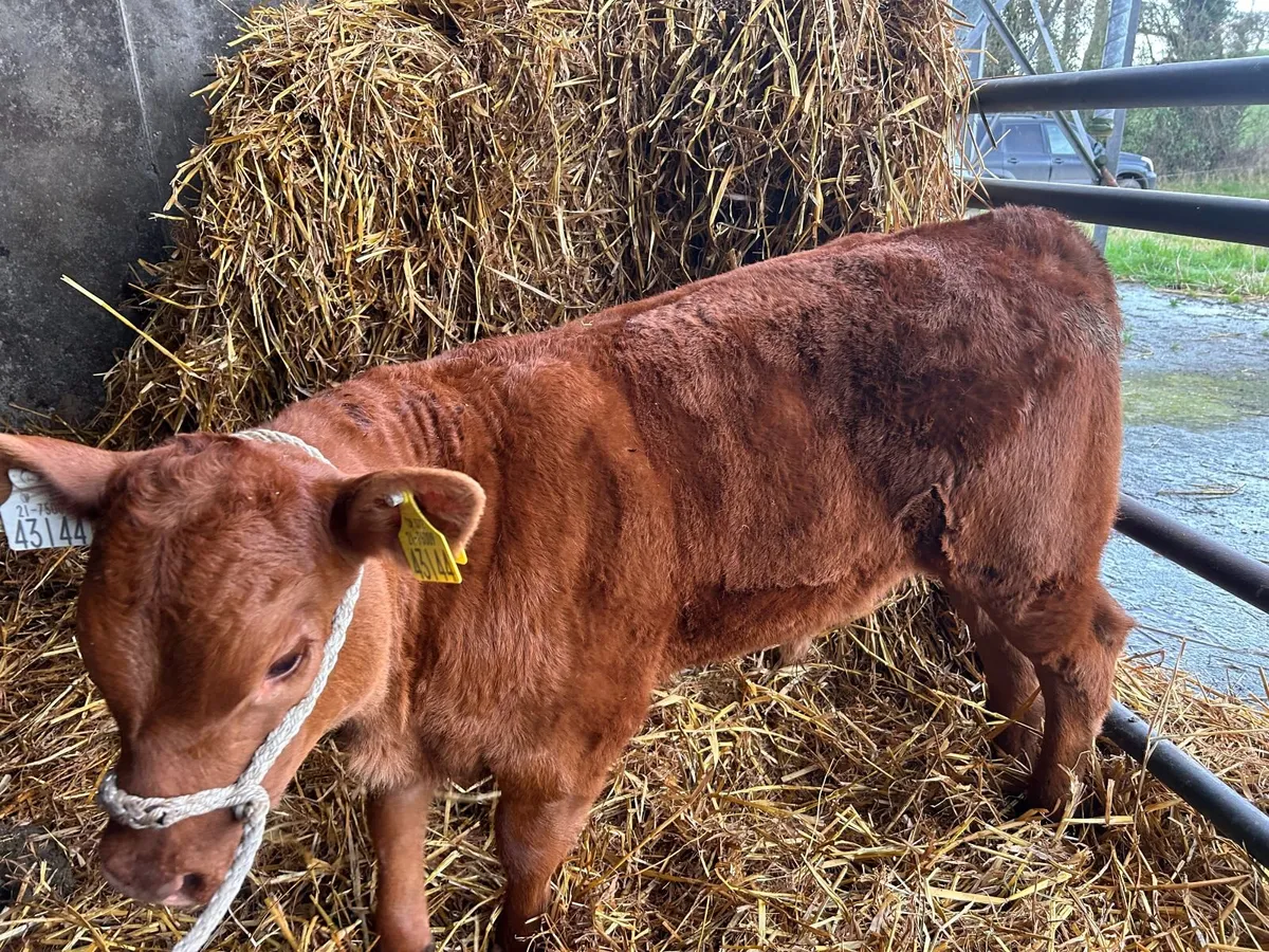 Pedigree Read Angus Bulls and Heifers - Image 1