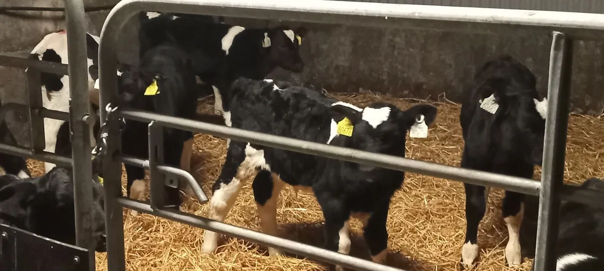 Friesian bull calfs