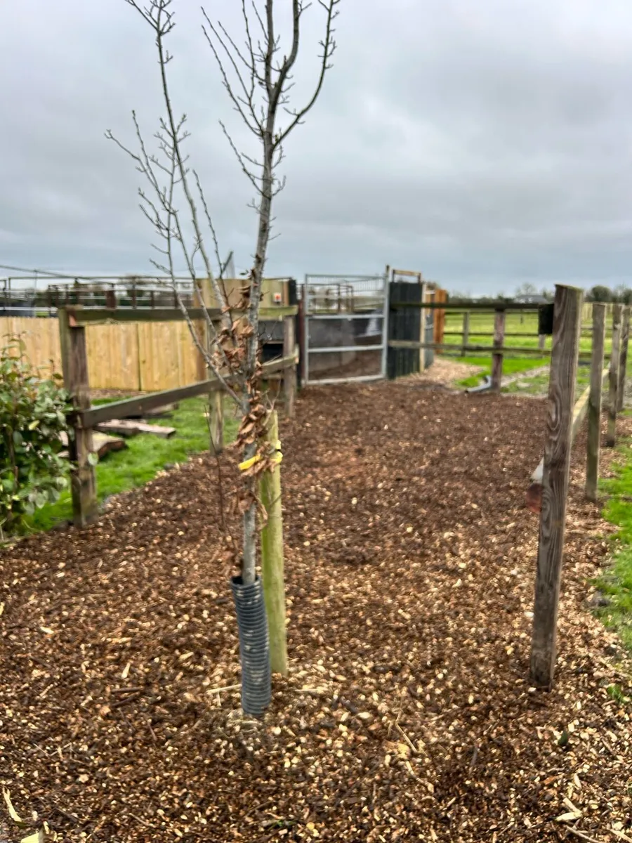 Horse Breaking - Image 4