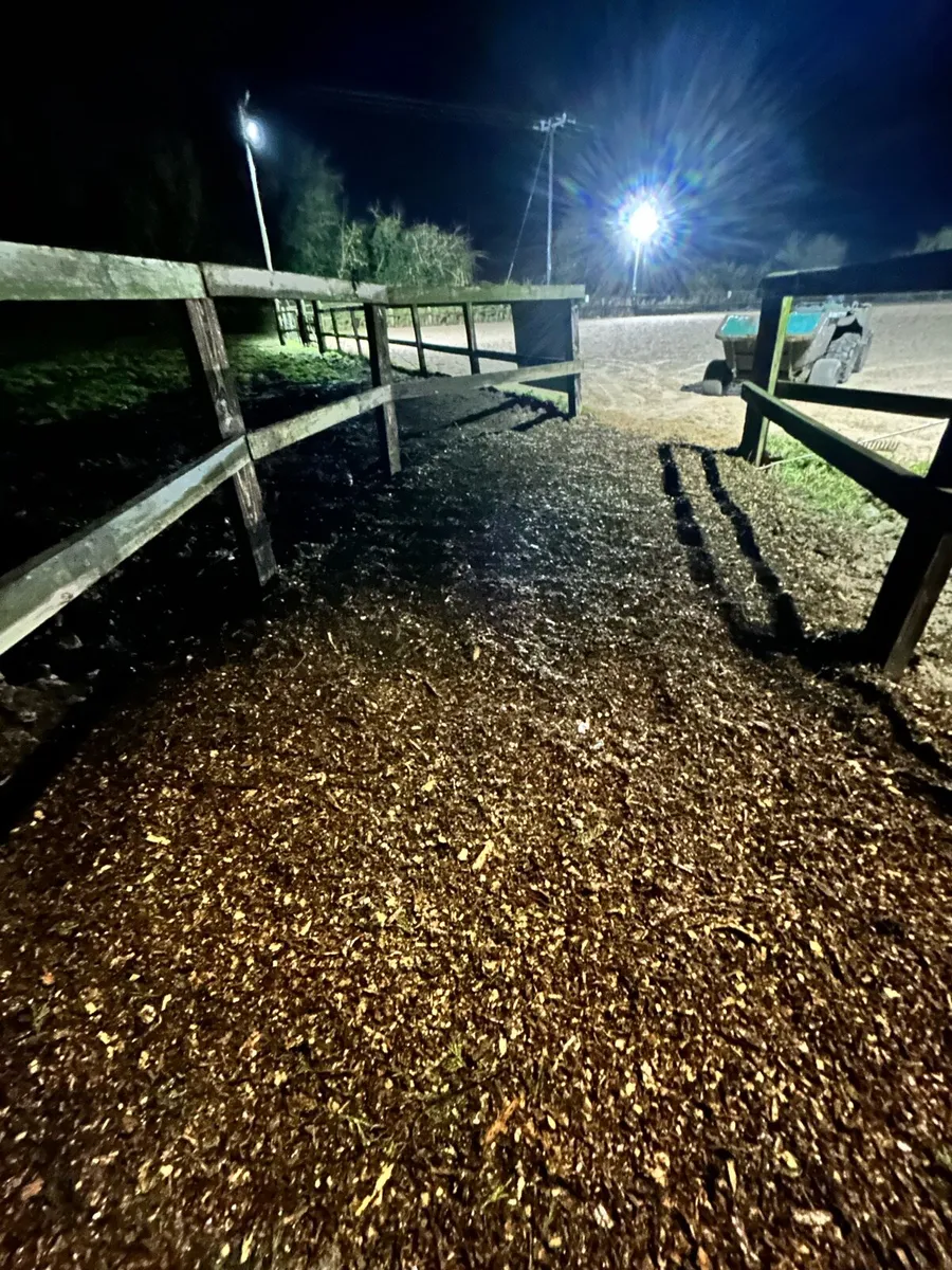 Horse Breaking - Image 3