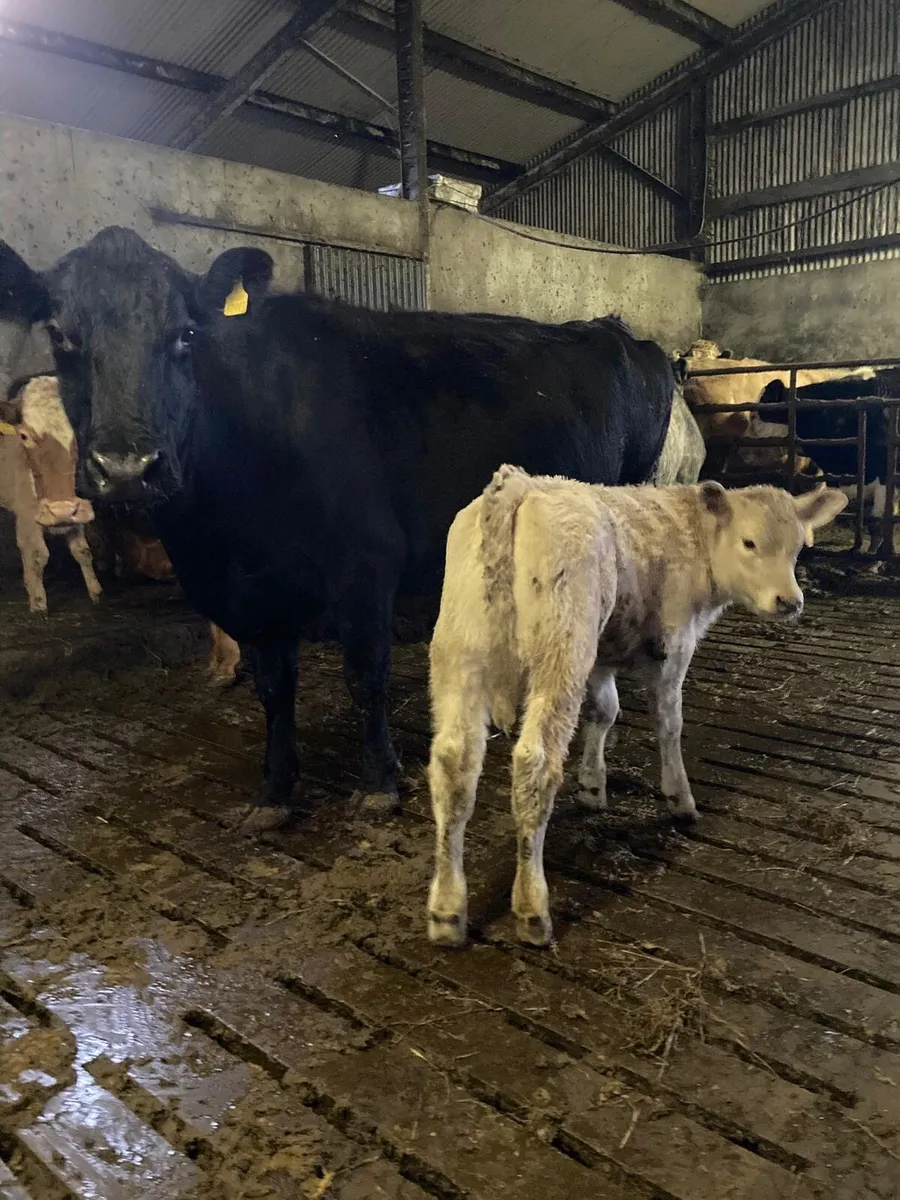 Cows with calves at foot - Image 4