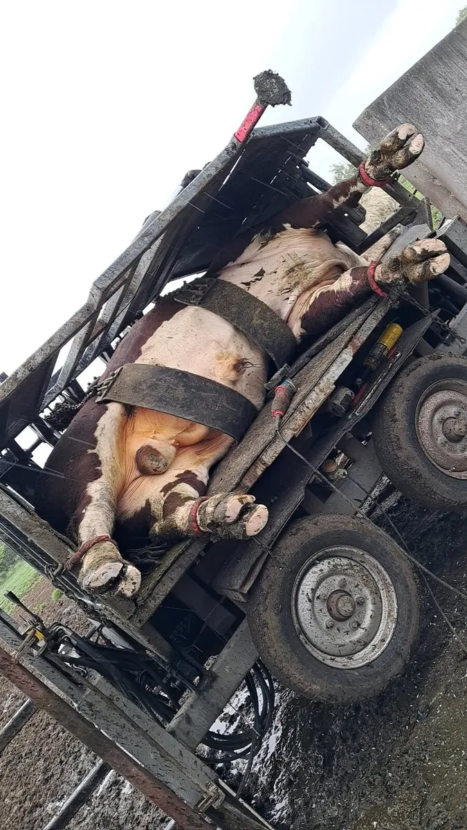 Hoof trimming/Calf dehorning - Image 1