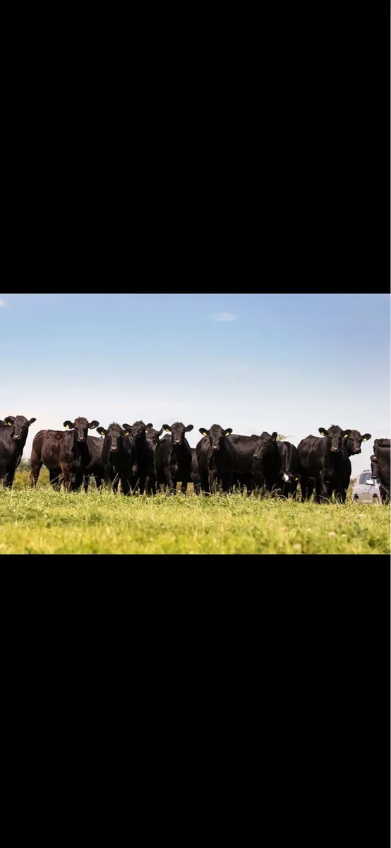 TB Restricted Cattle Of All Types - Image 4