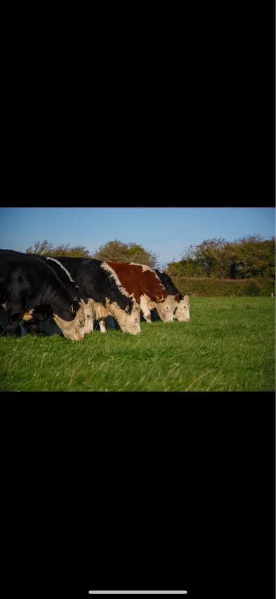 TB Restricted Cattle Of All Types - Image 1