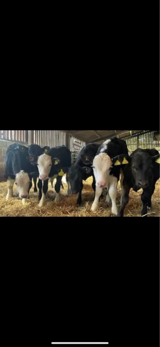 TB Restricted Cattle Of All Types - Image 2