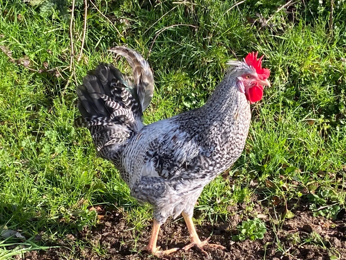 Green Egger Rooster