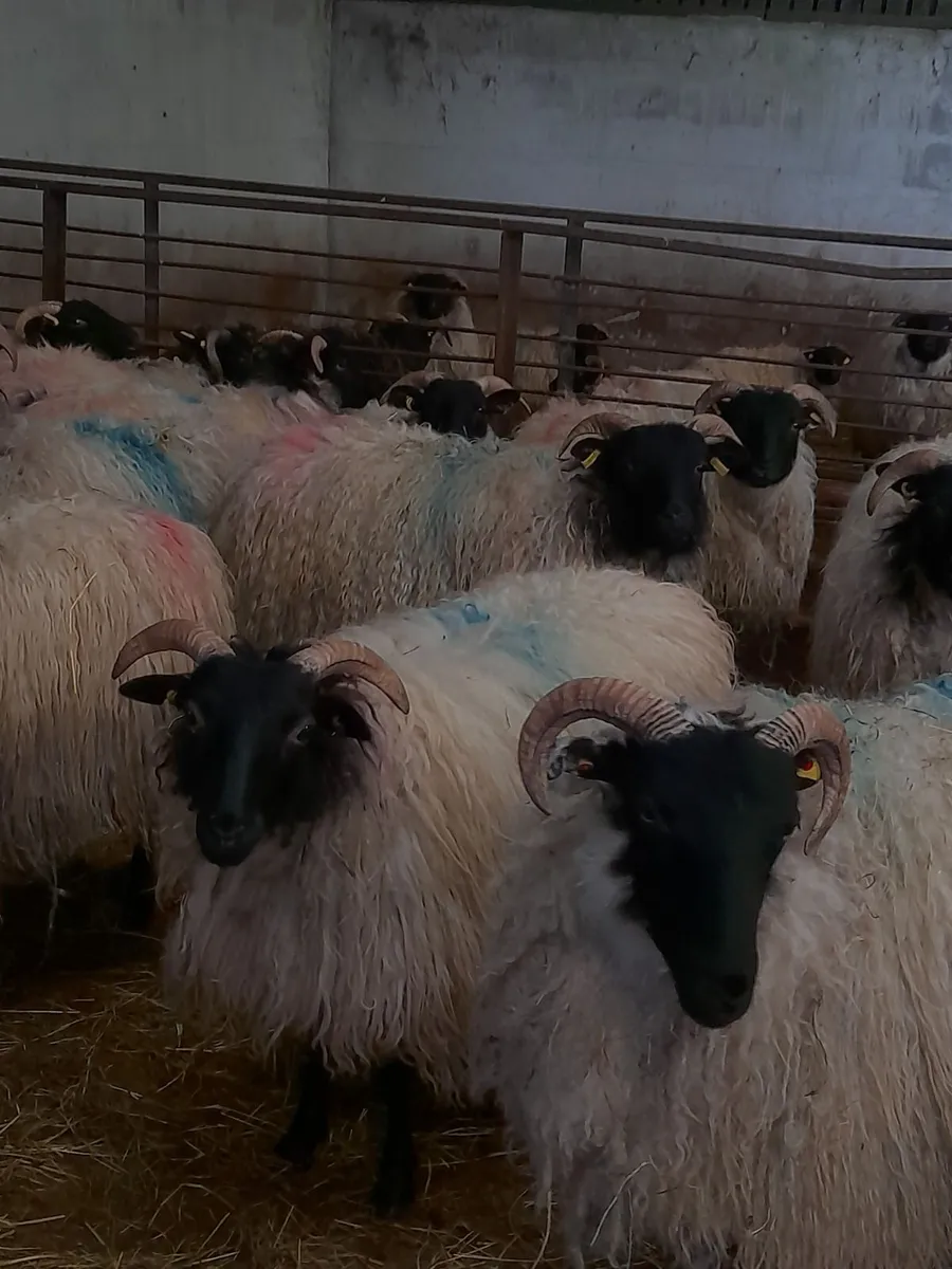 Sheep - Image 2