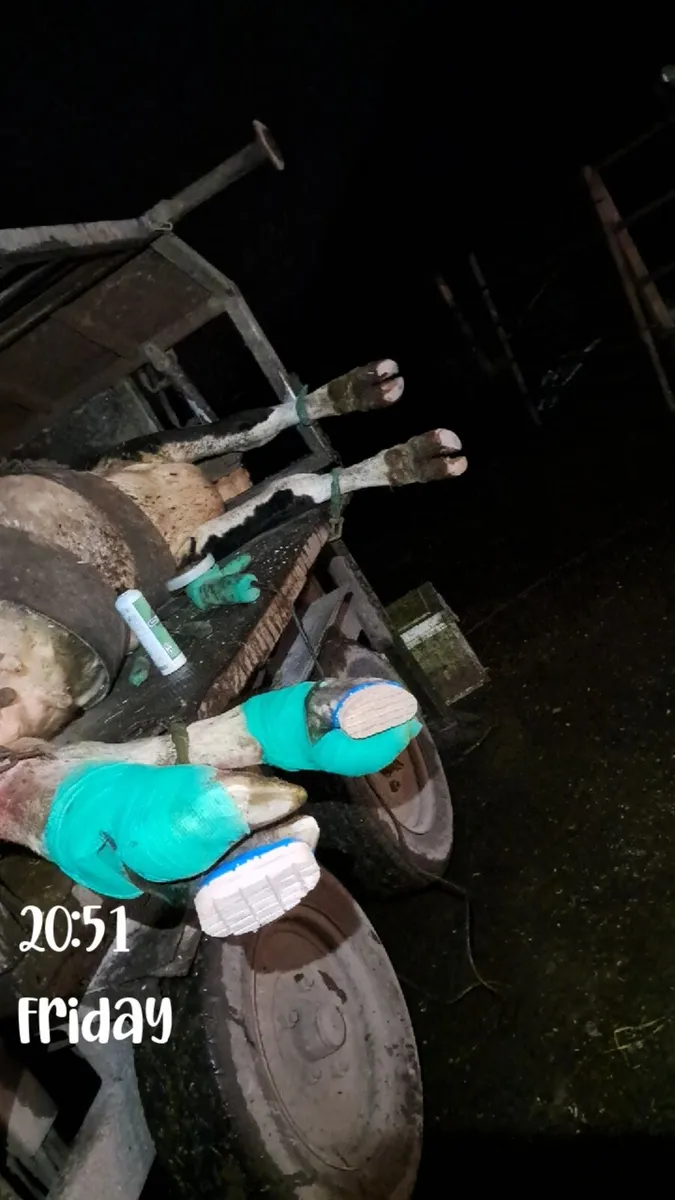 Freeze branding/Hoof Trimming - Image 3