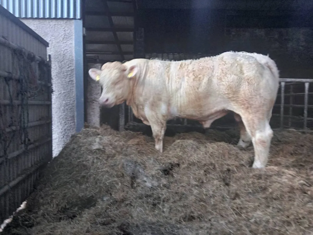 Ped ch bulls for sale - Image 1
