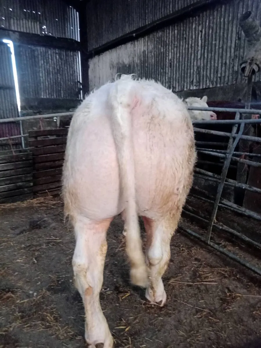 Ped ch bulls for sale - Image 2