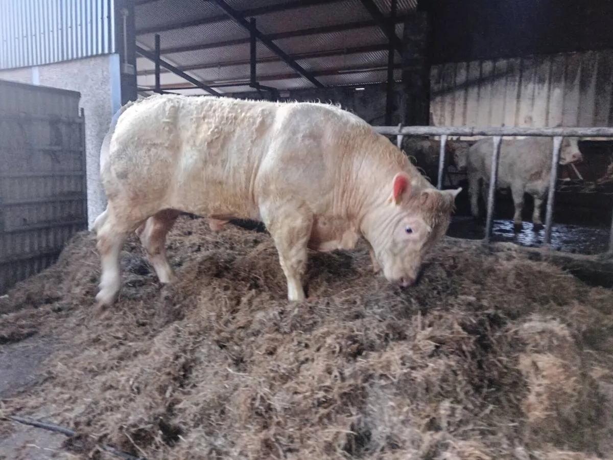 Ped ch bulls for sale - Image 3