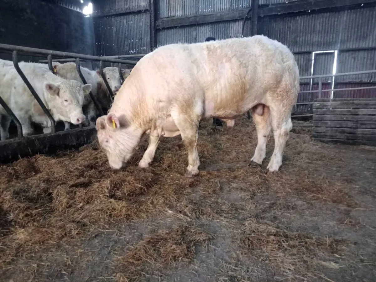 Ped ch bulls for sale - Image 4