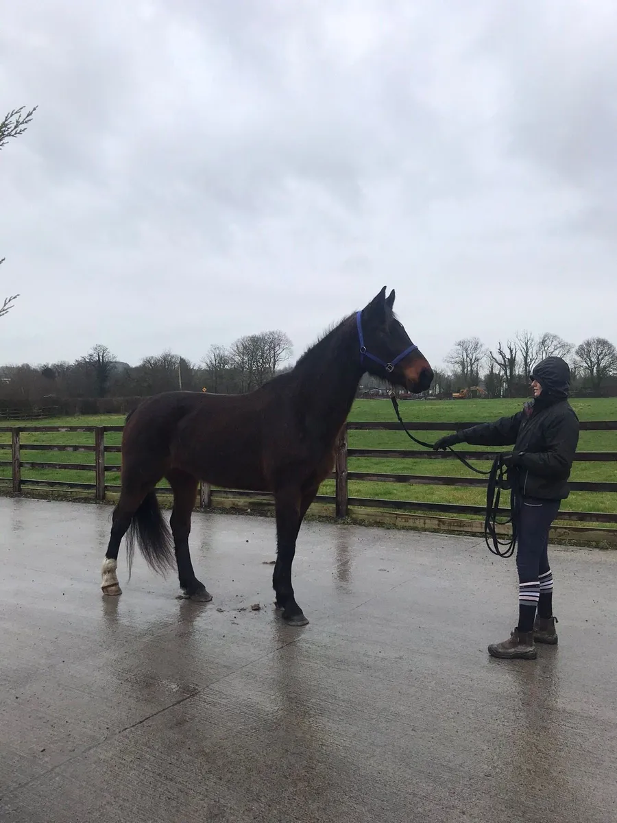 8yr brood mare - Image 1