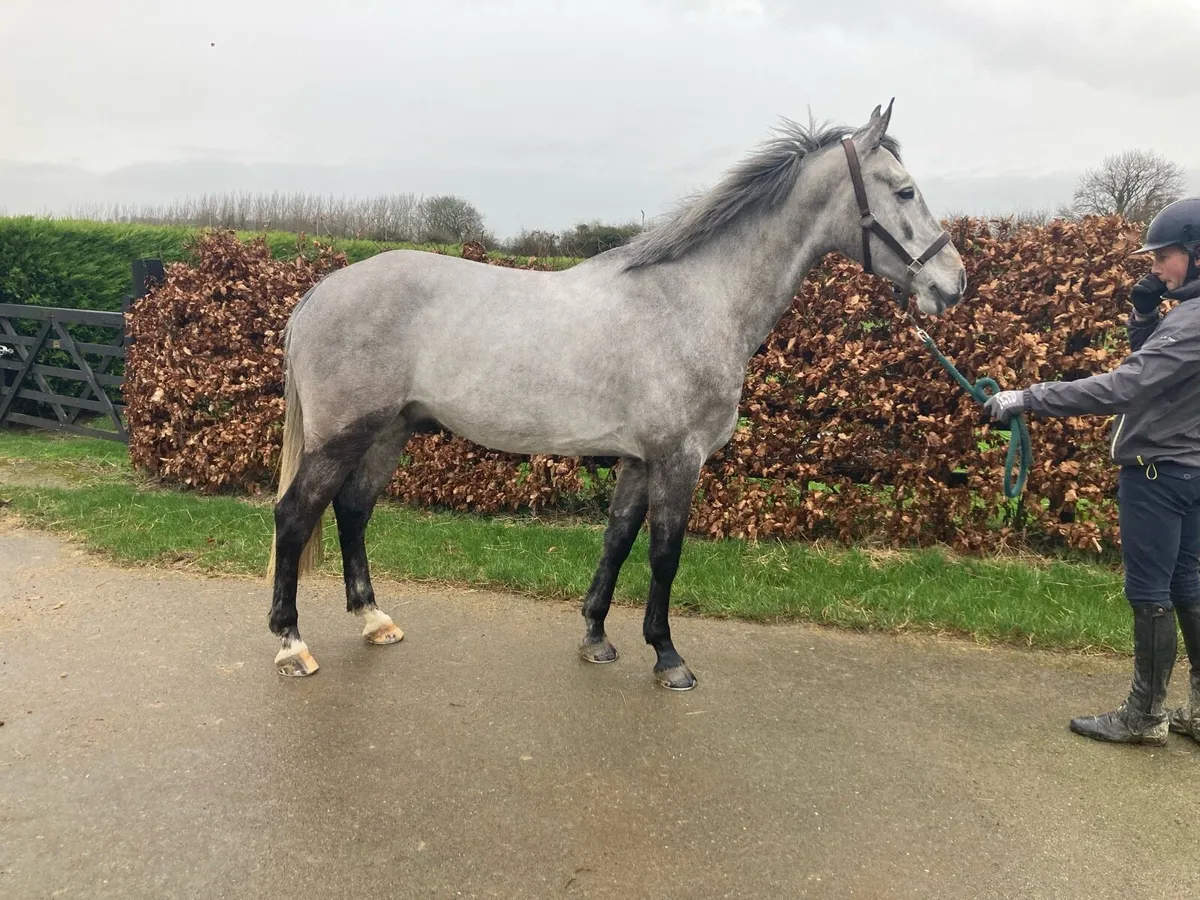 6yr old grey gelding - Image 2
