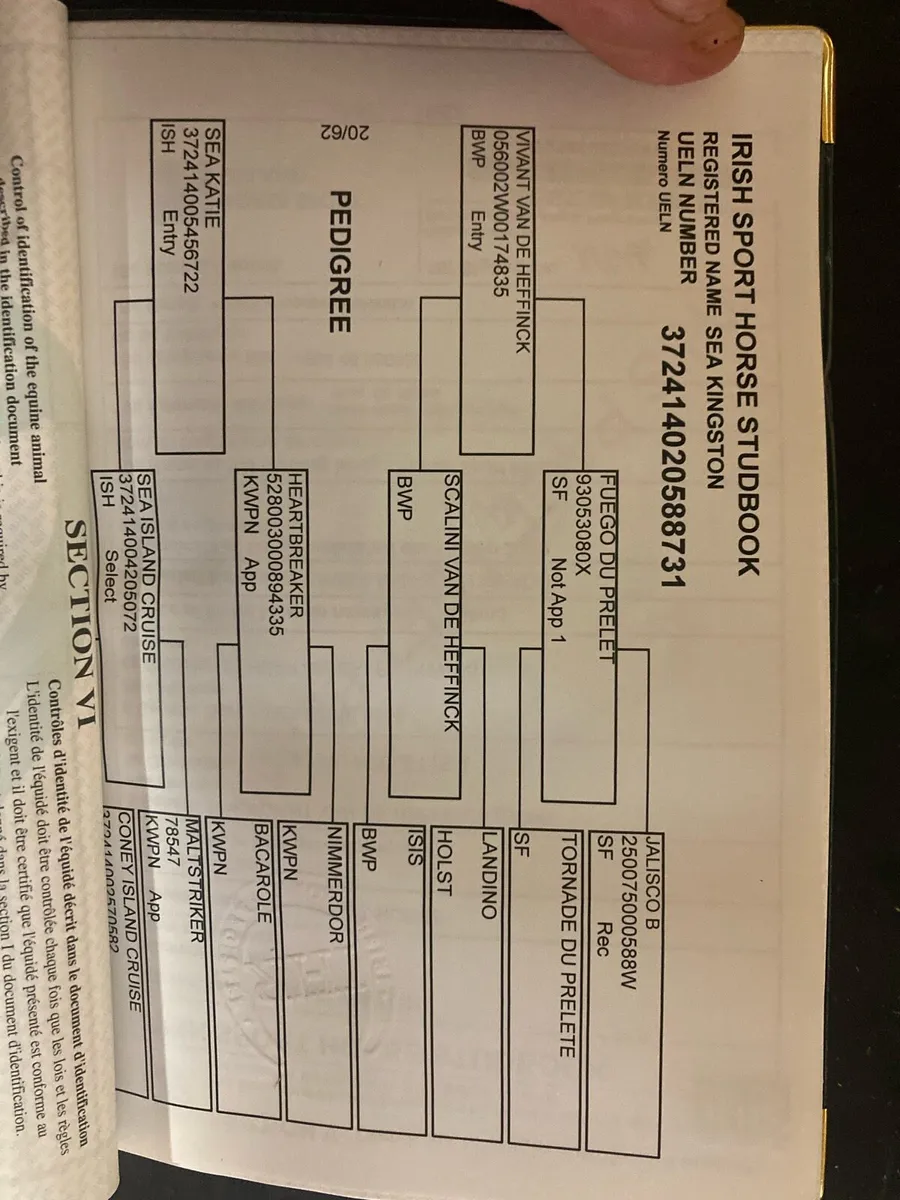 6yr old grey gelding - Image 3