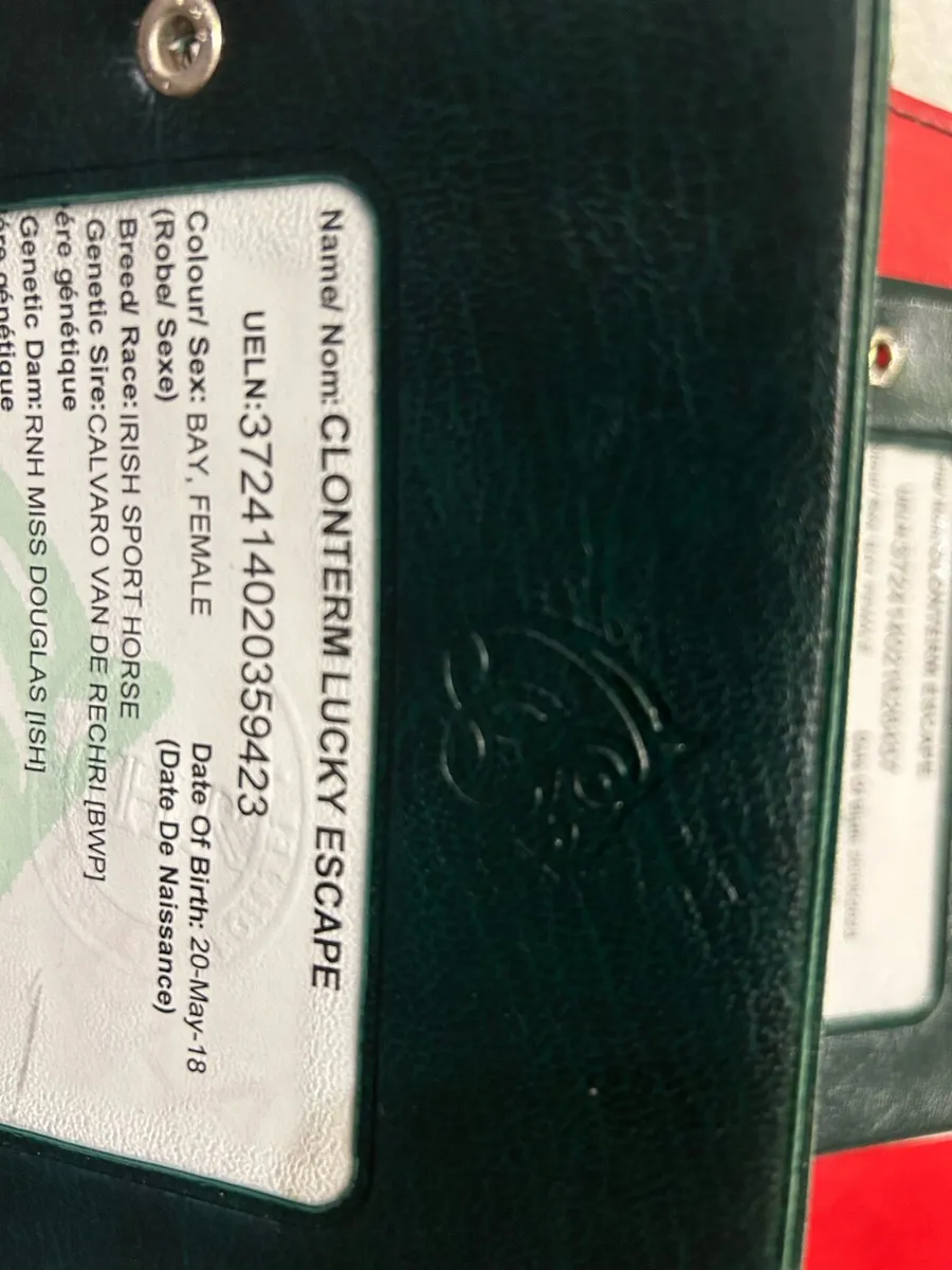 8yr brood mare - Image 2