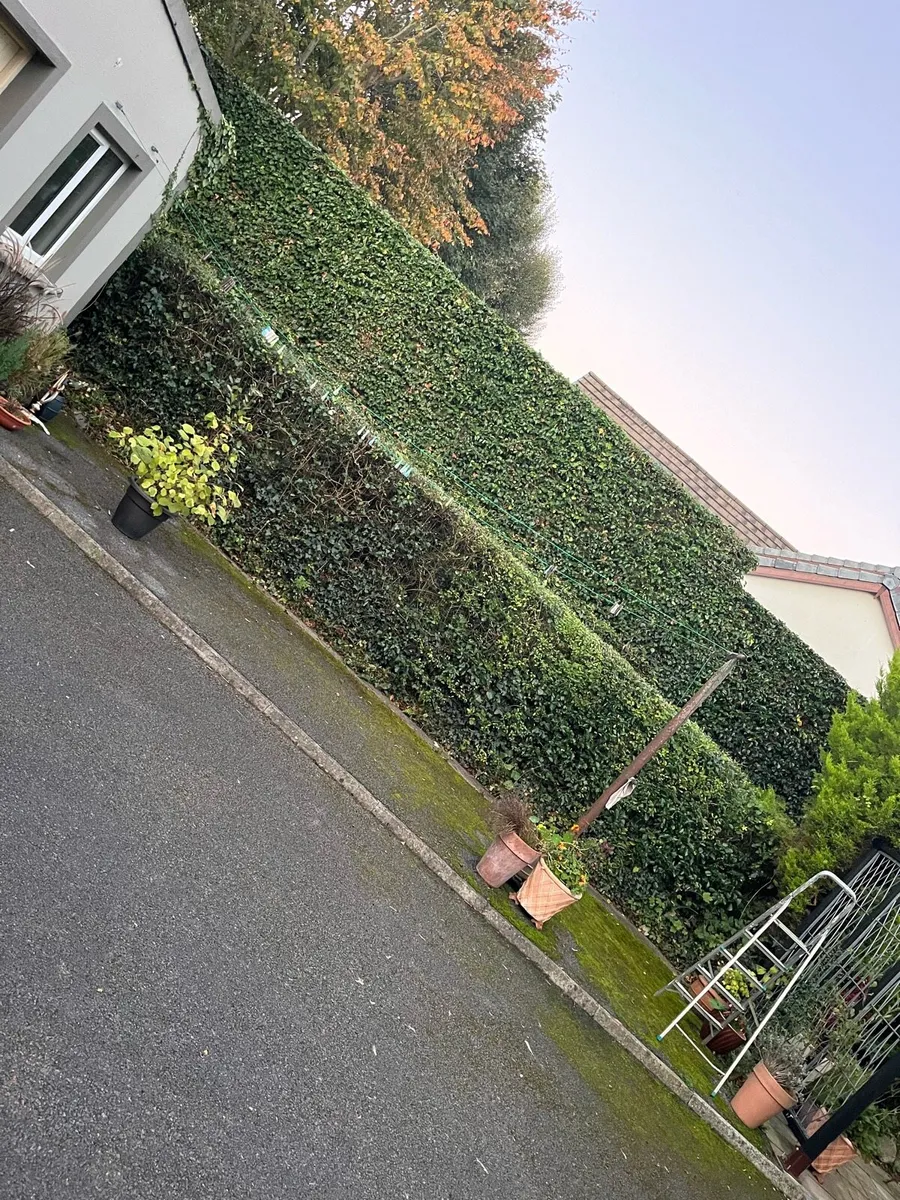 Grass Maintenance - Image 2