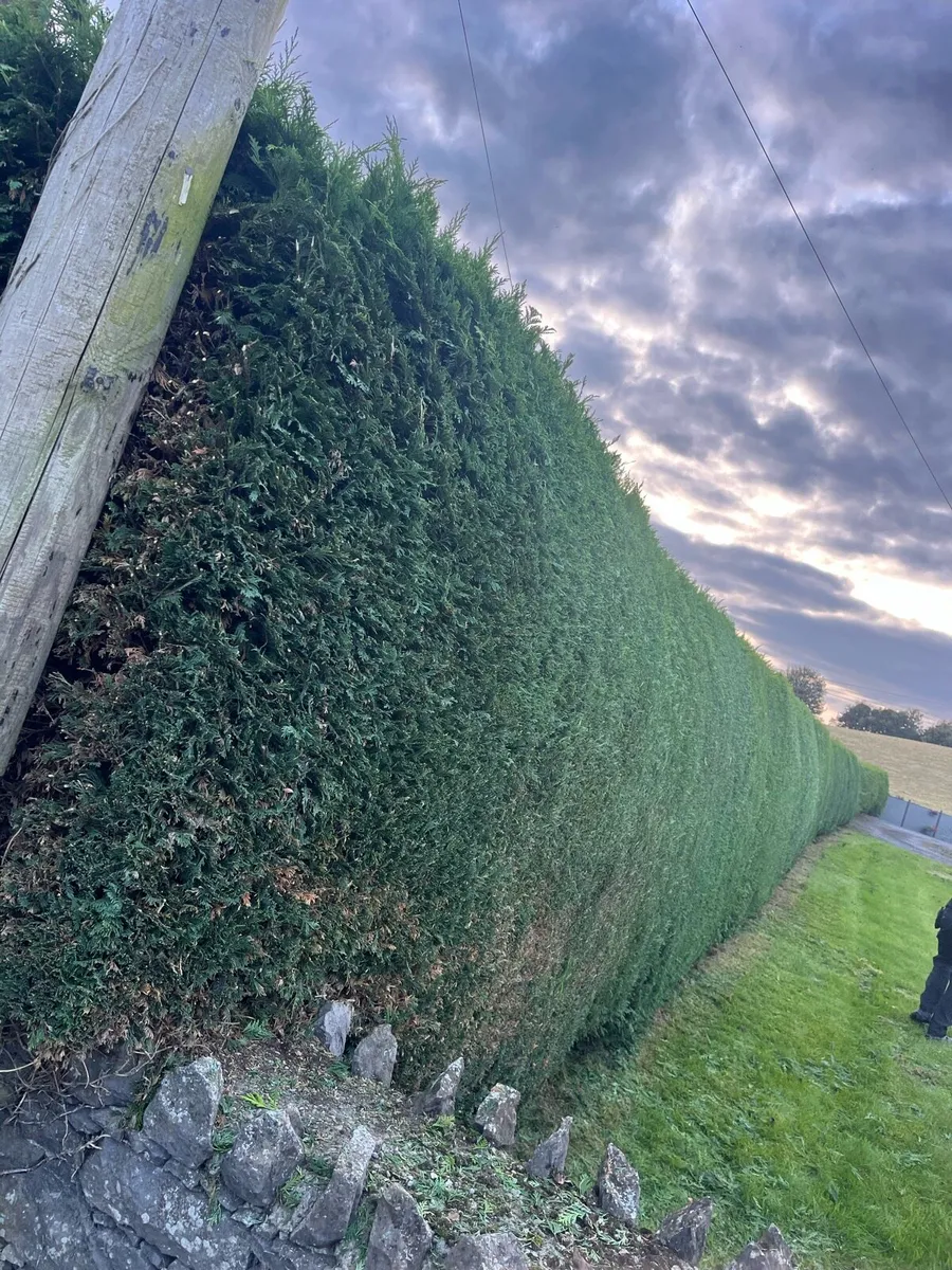 Grass Maintenance - Image 3