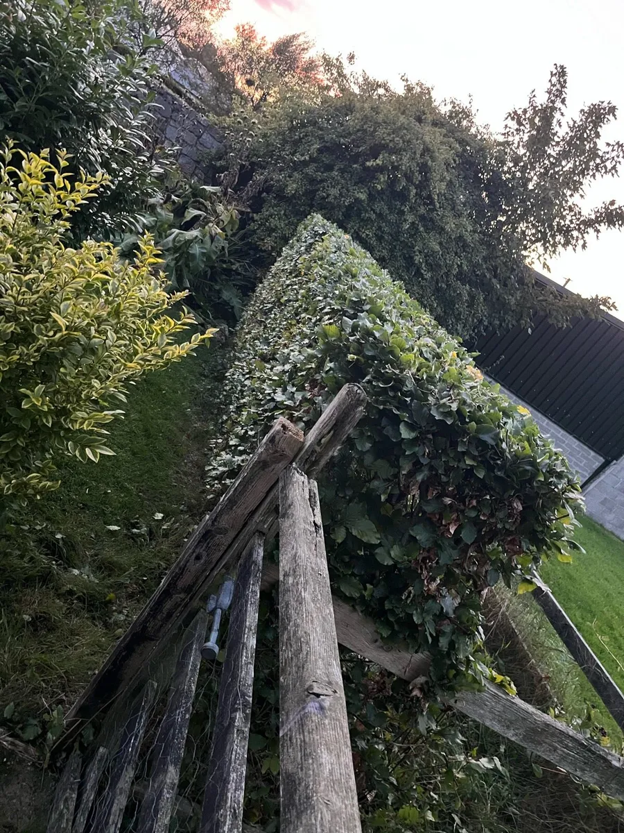 Grass Maintenance - Image 4