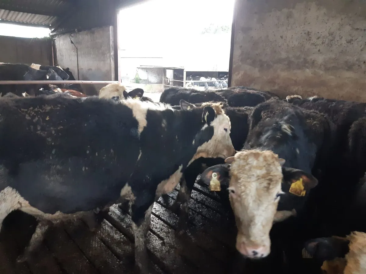 Hereford Bullocks - Image 2