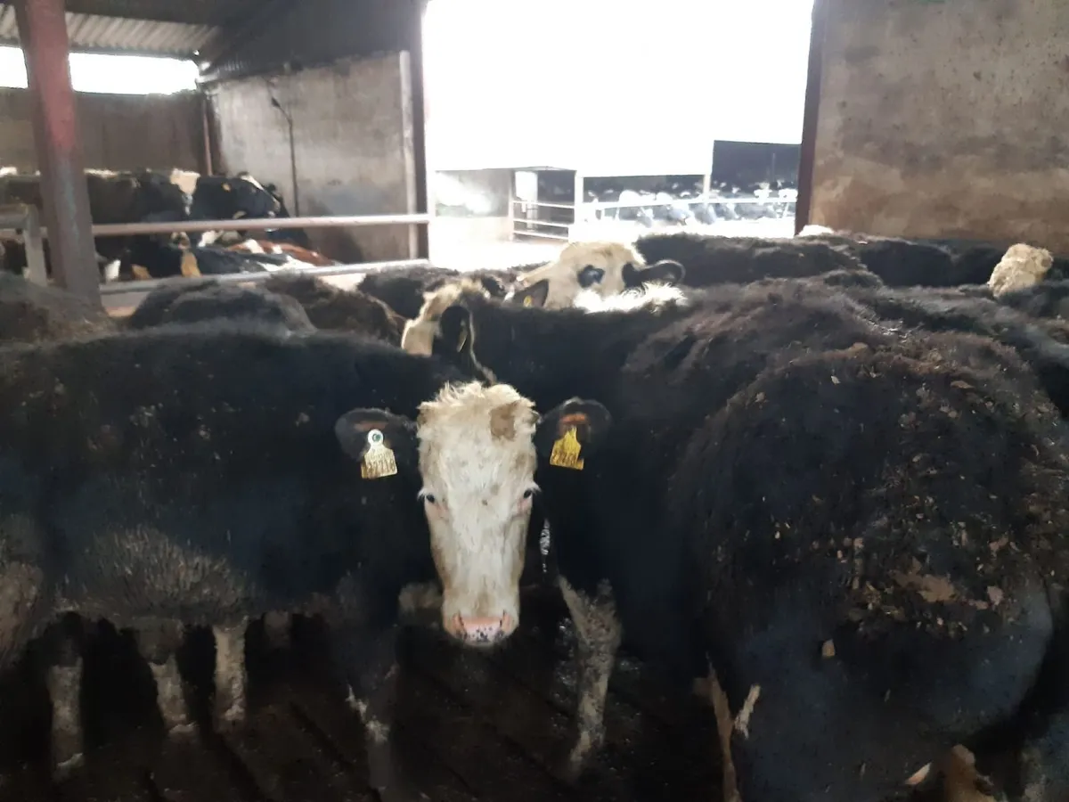 Hereford Bullocks - Image 3