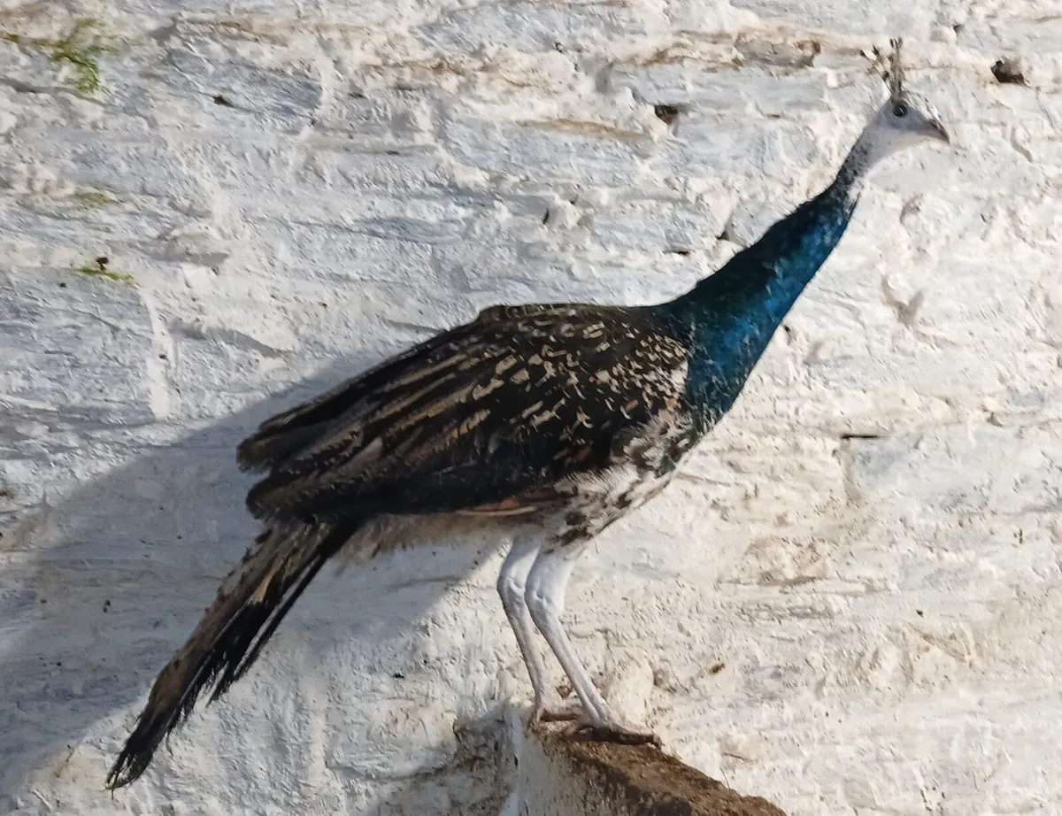 Young Peacocks for sale - Image 2