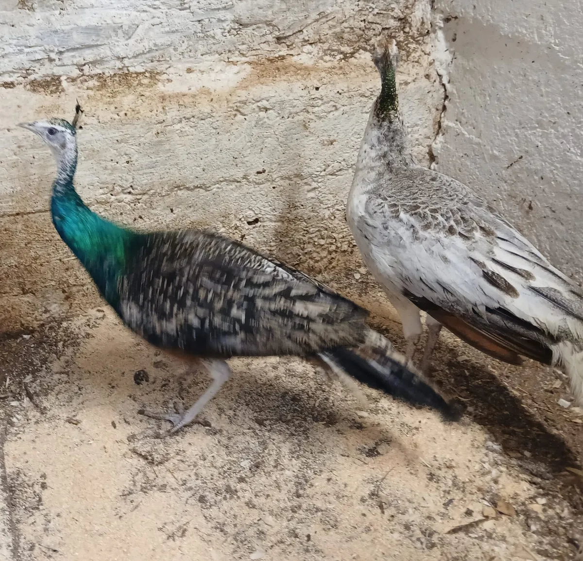 Young Peacocks for sale - Image 3