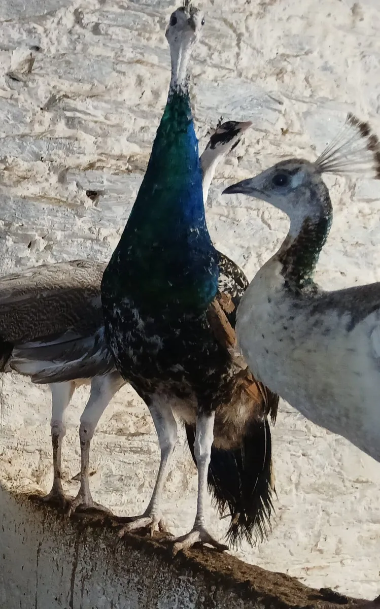Young Peacocks for sale - Image 1