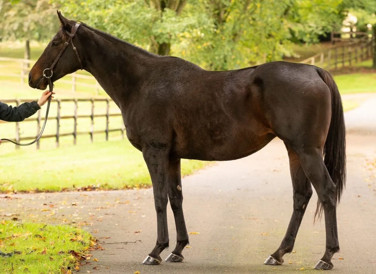 Thoroughbred Filly or Mare Wanted