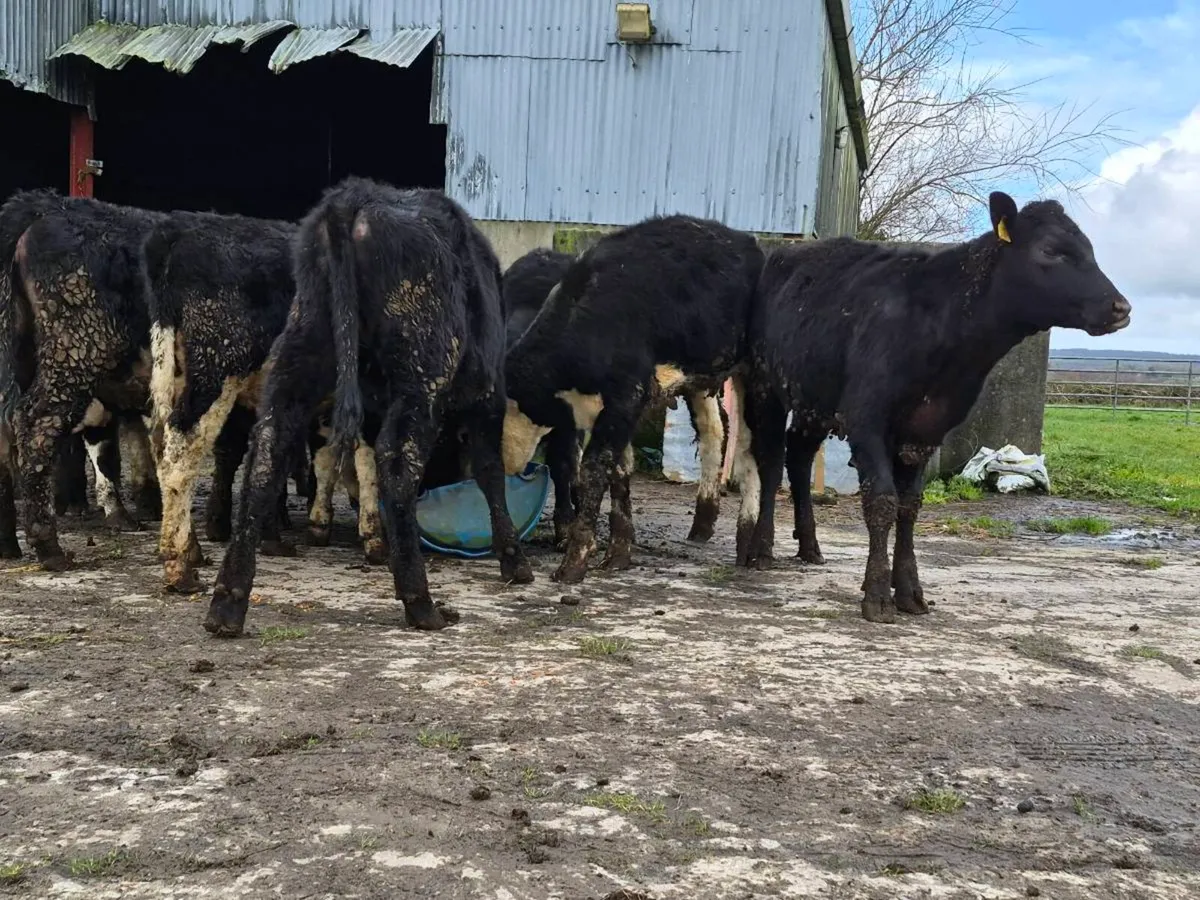 12 Angus and Hereford Heifers - Image 2