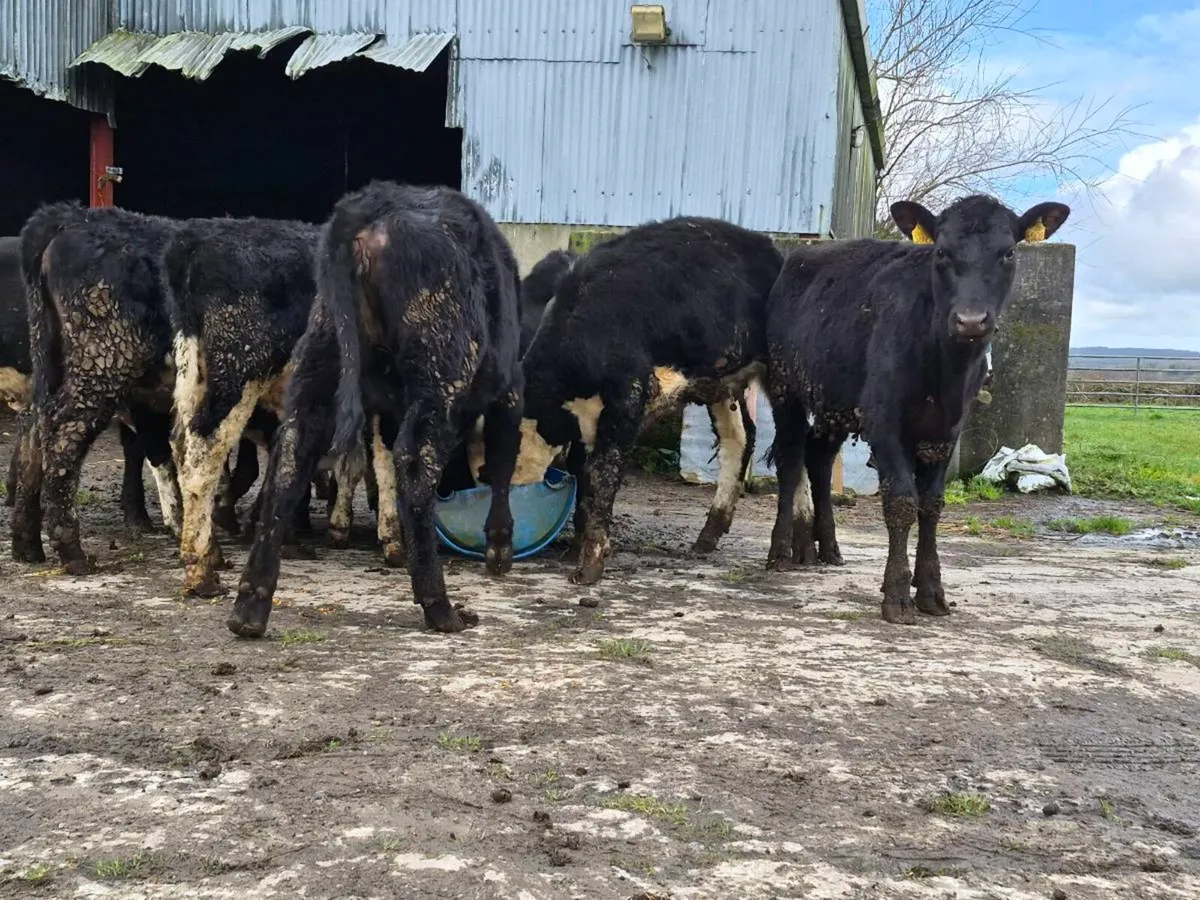 12 Angus and Hereford Heifers - Image 3