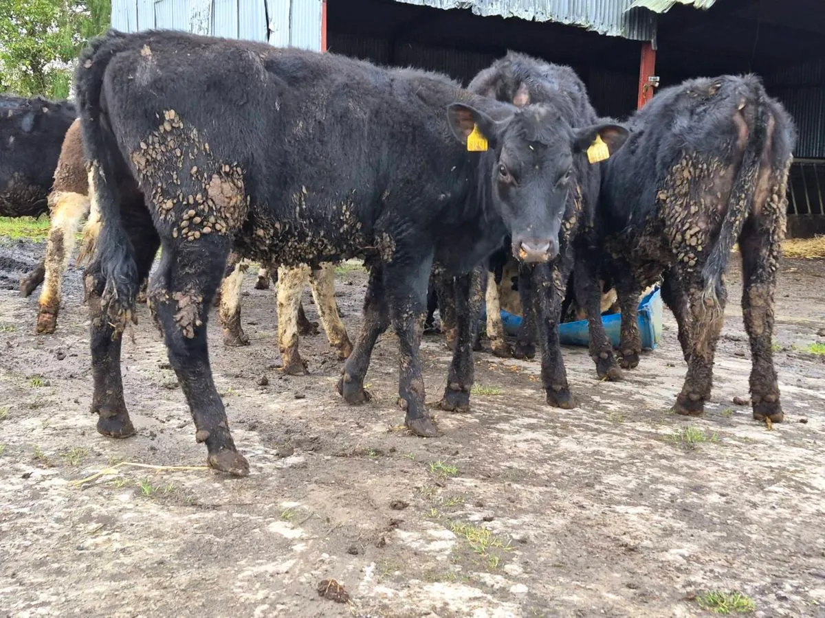 12 Angus and Hereford Heifers - Image 4