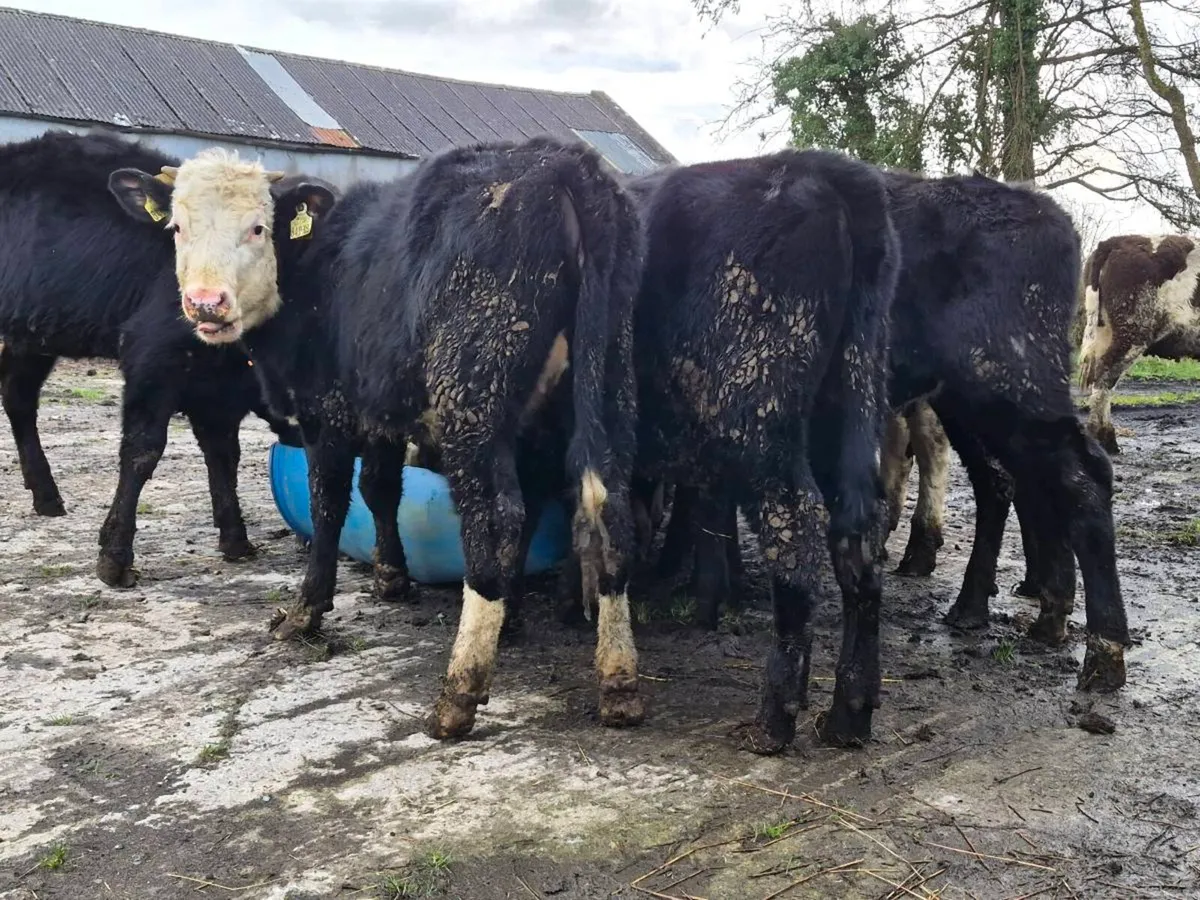 12 Angus and Hereford Heifers - Image 1