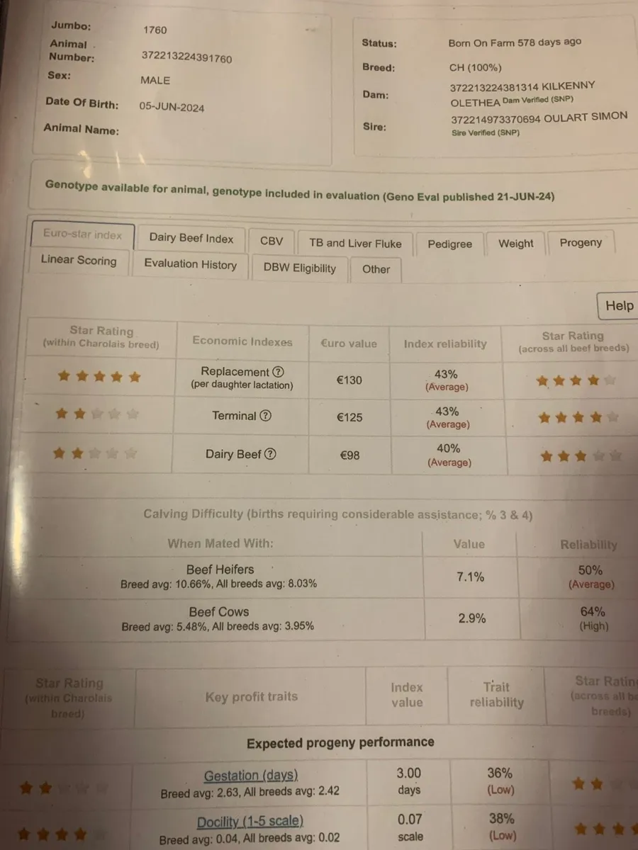 2-3% calving difficulty Charolais bulls - Image 1