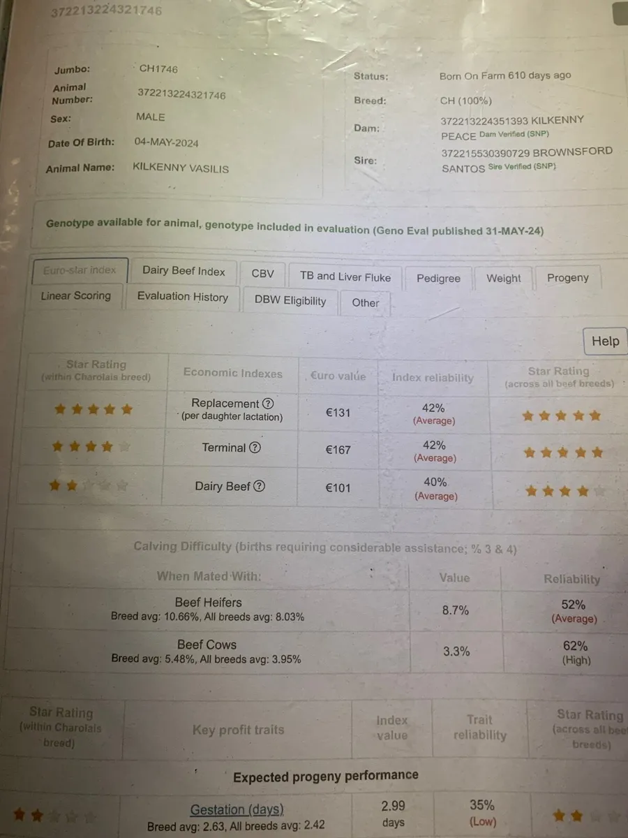 2-3% calving difficulty Charolais bulls - Image 2