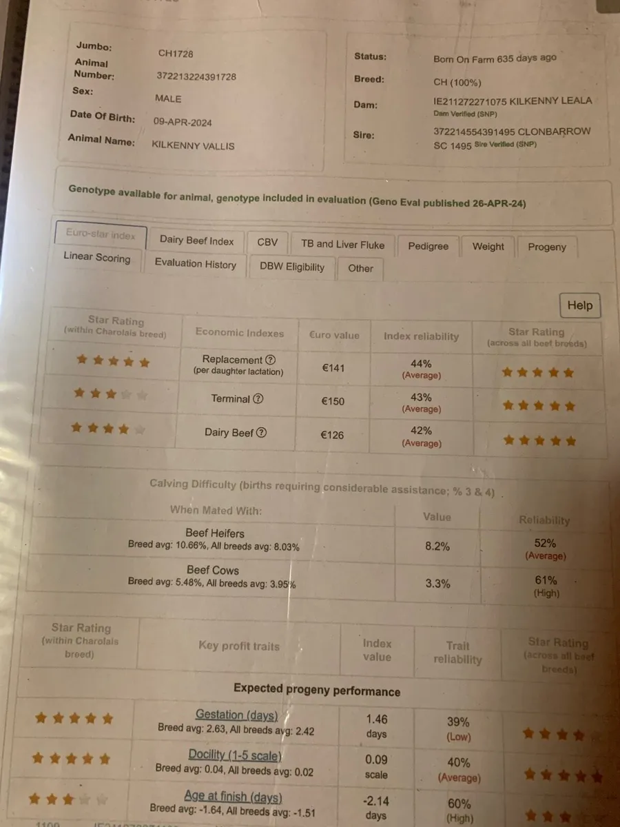 2-3% calving difficulty Charolais bulls - Image 3