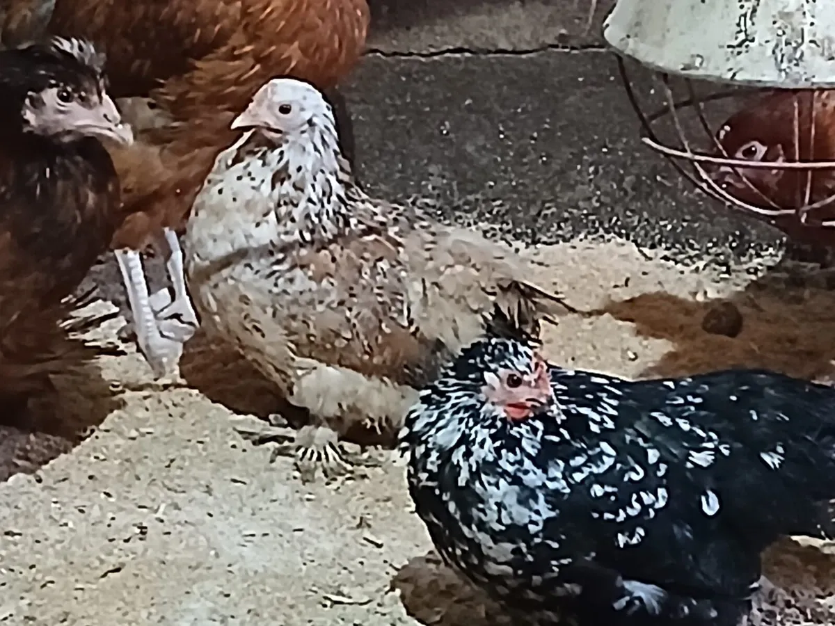 Bantam pullets - Image 1