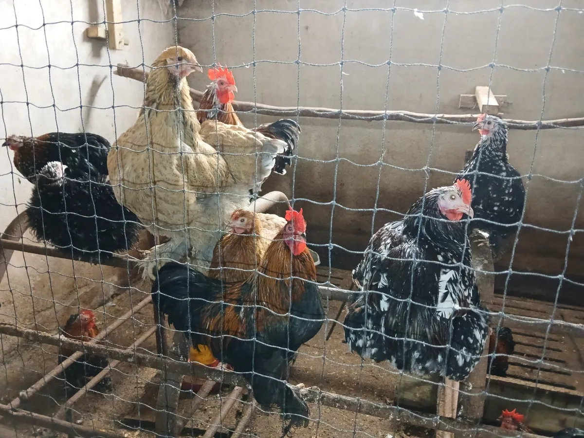 Bantam pullets - Image 3