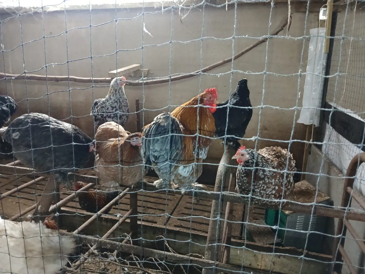 Bantam pullets - Image 4