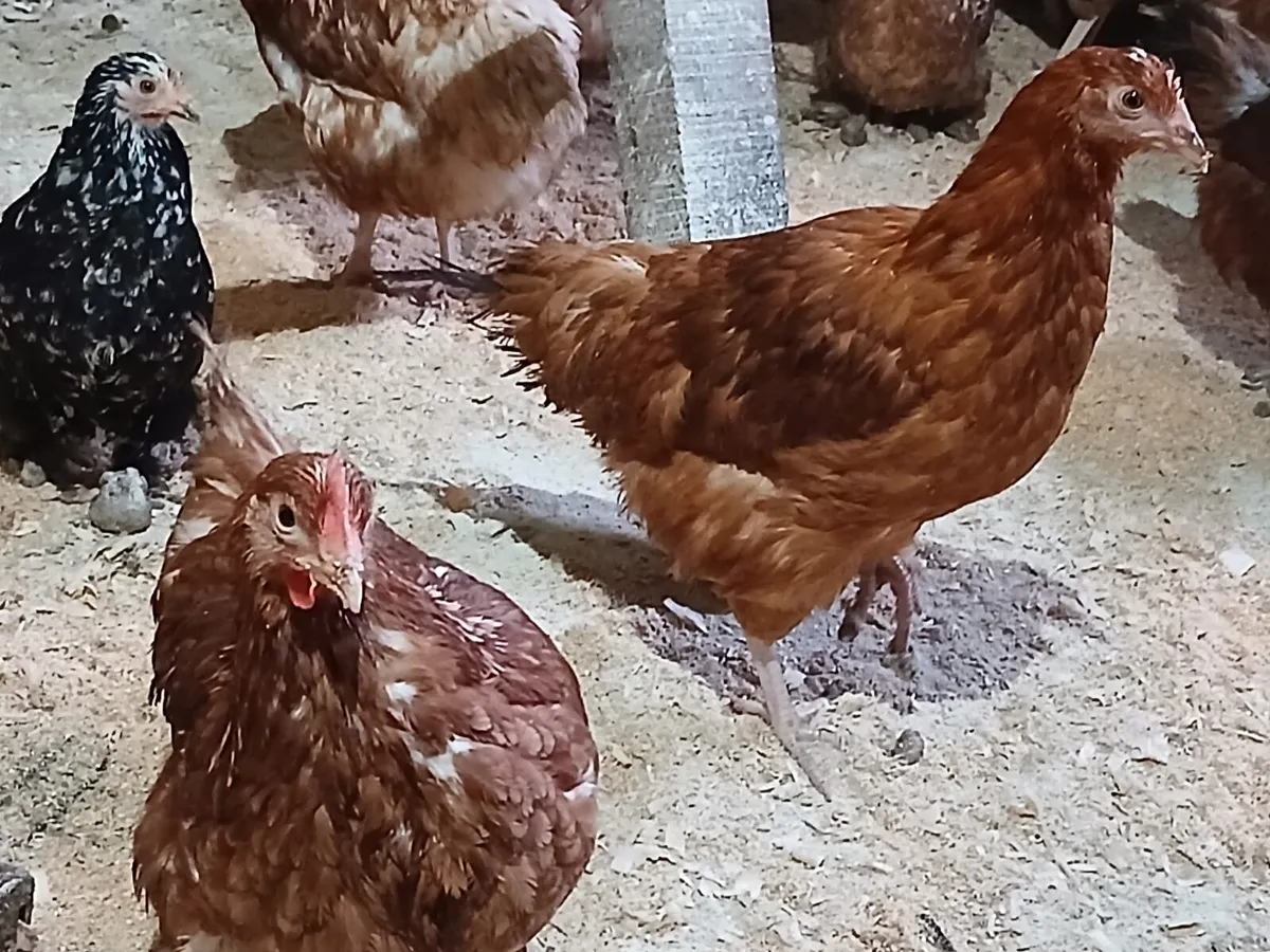 Point of lay pullets hens - Image 2