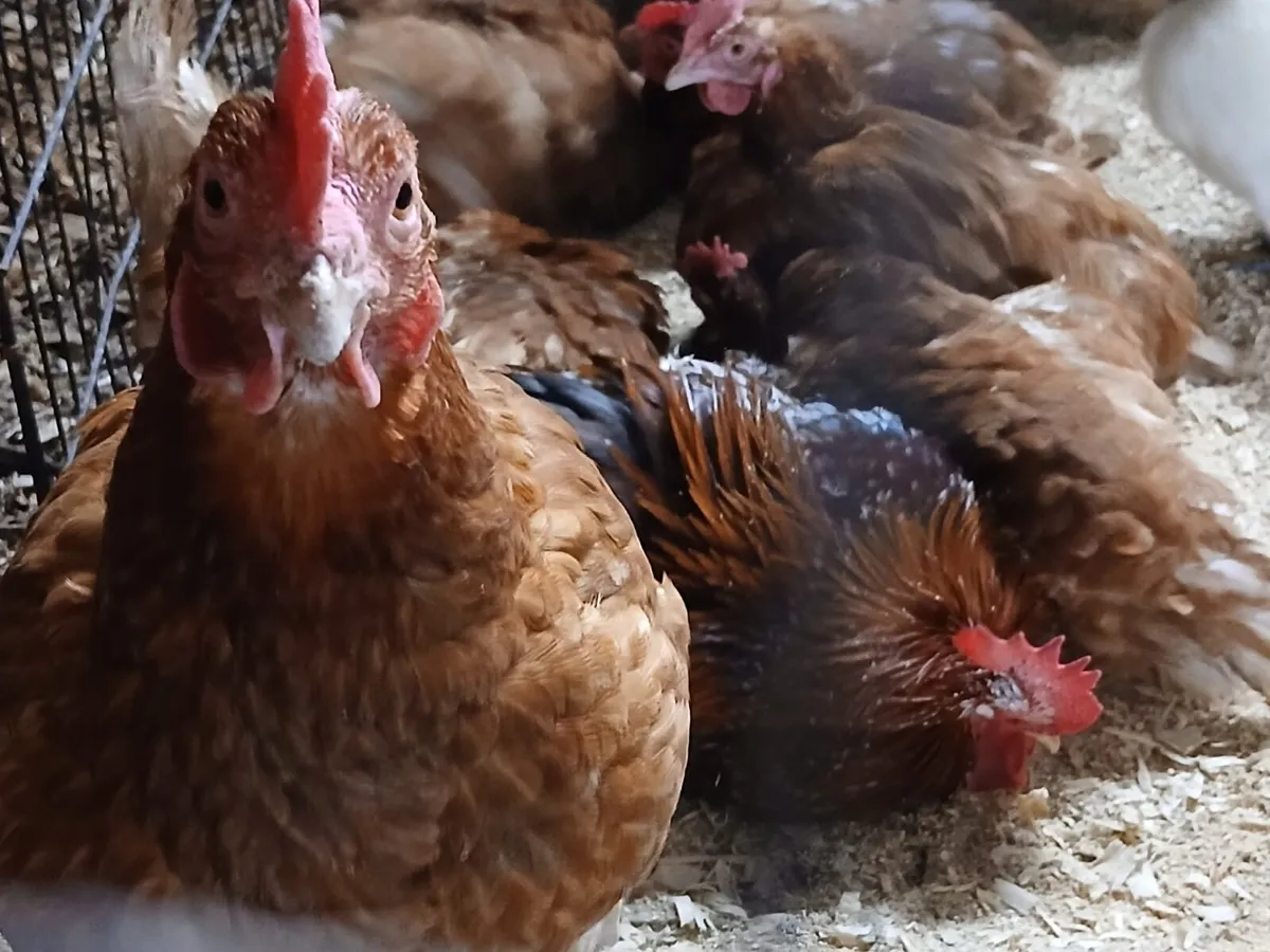 Point of lay pullets hens - Image 3