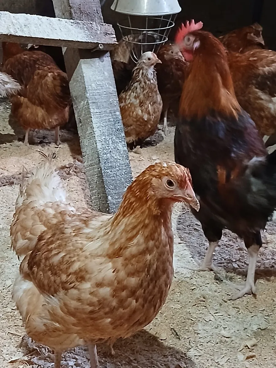 Point of lay pullets hens - Image 1