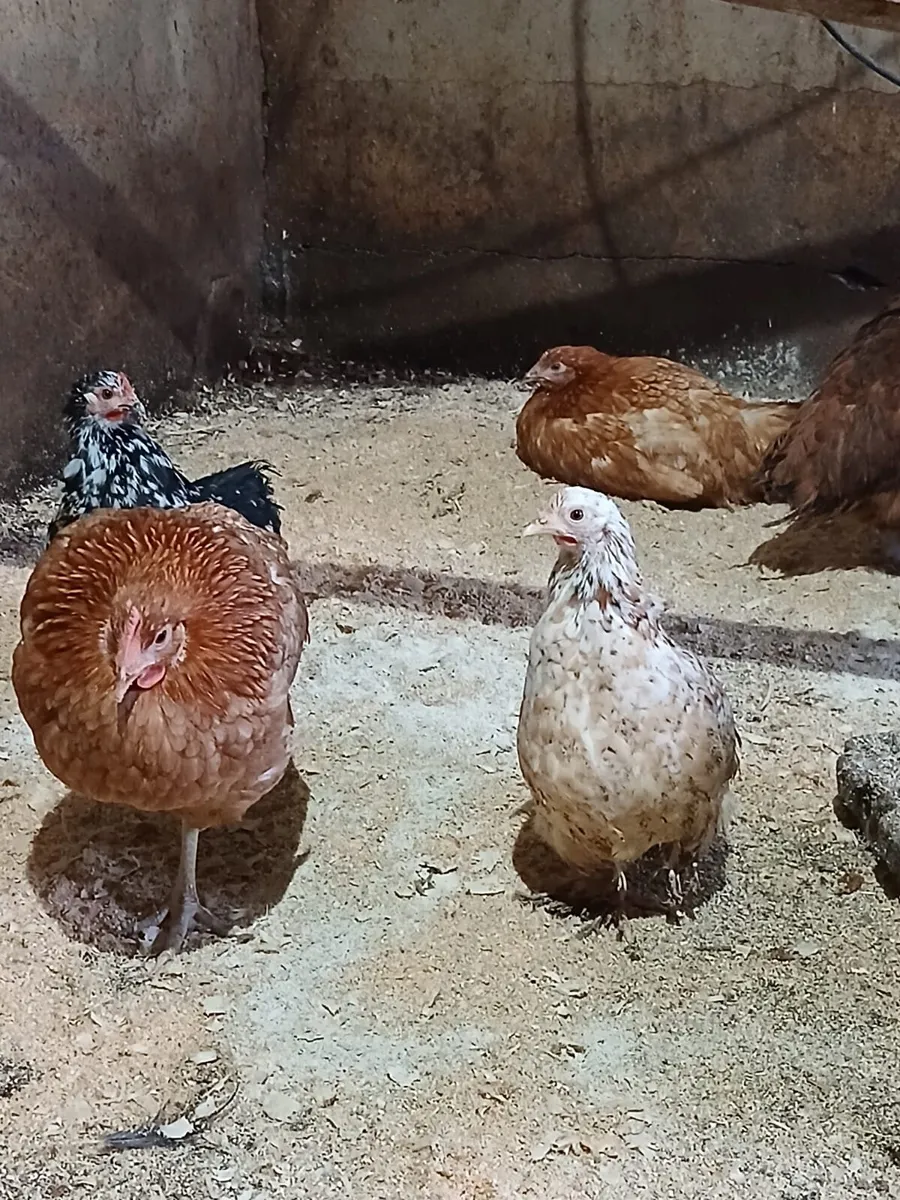 Point of lay pullets hens - Image 4
