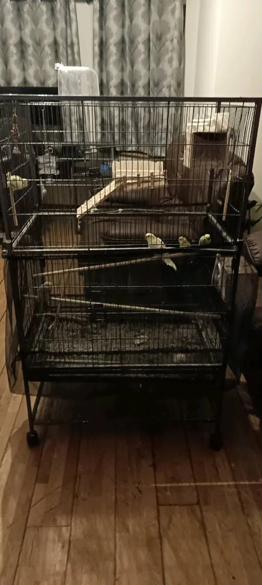 Budgie's for sale - Image 1
