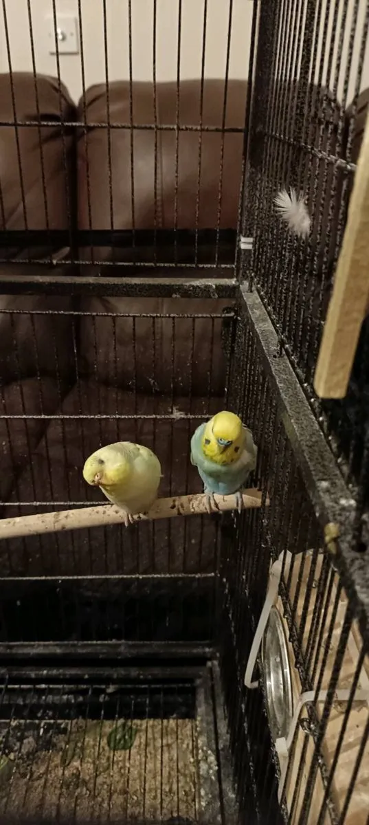Budgie's for sale - Image 2
