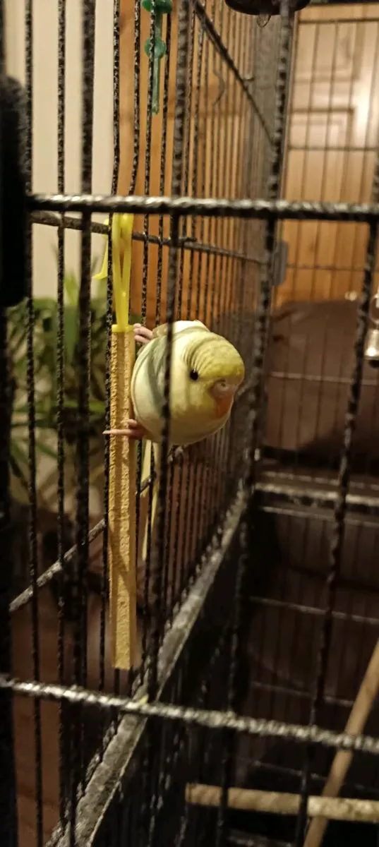 Budgie's for sale - Image 3
