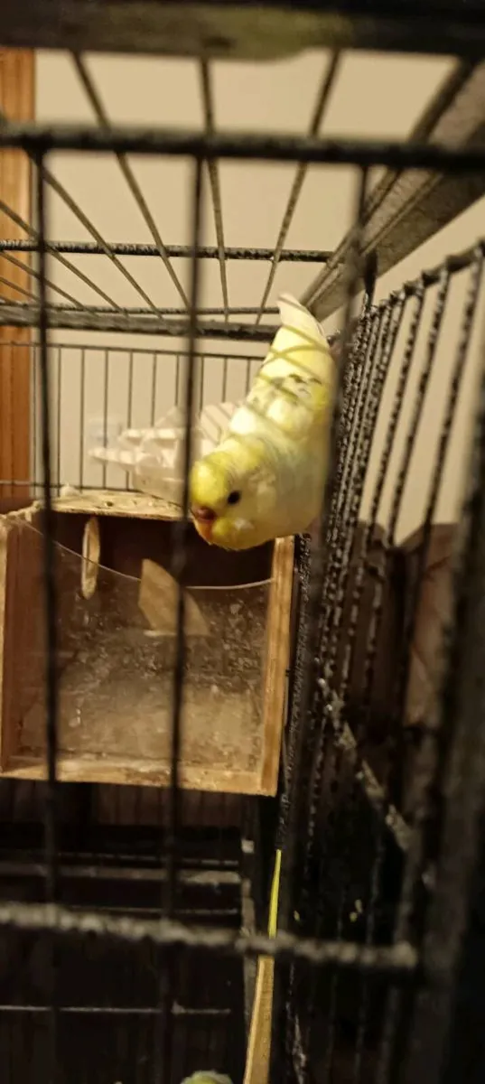 Budgie's for sale - Image 4
