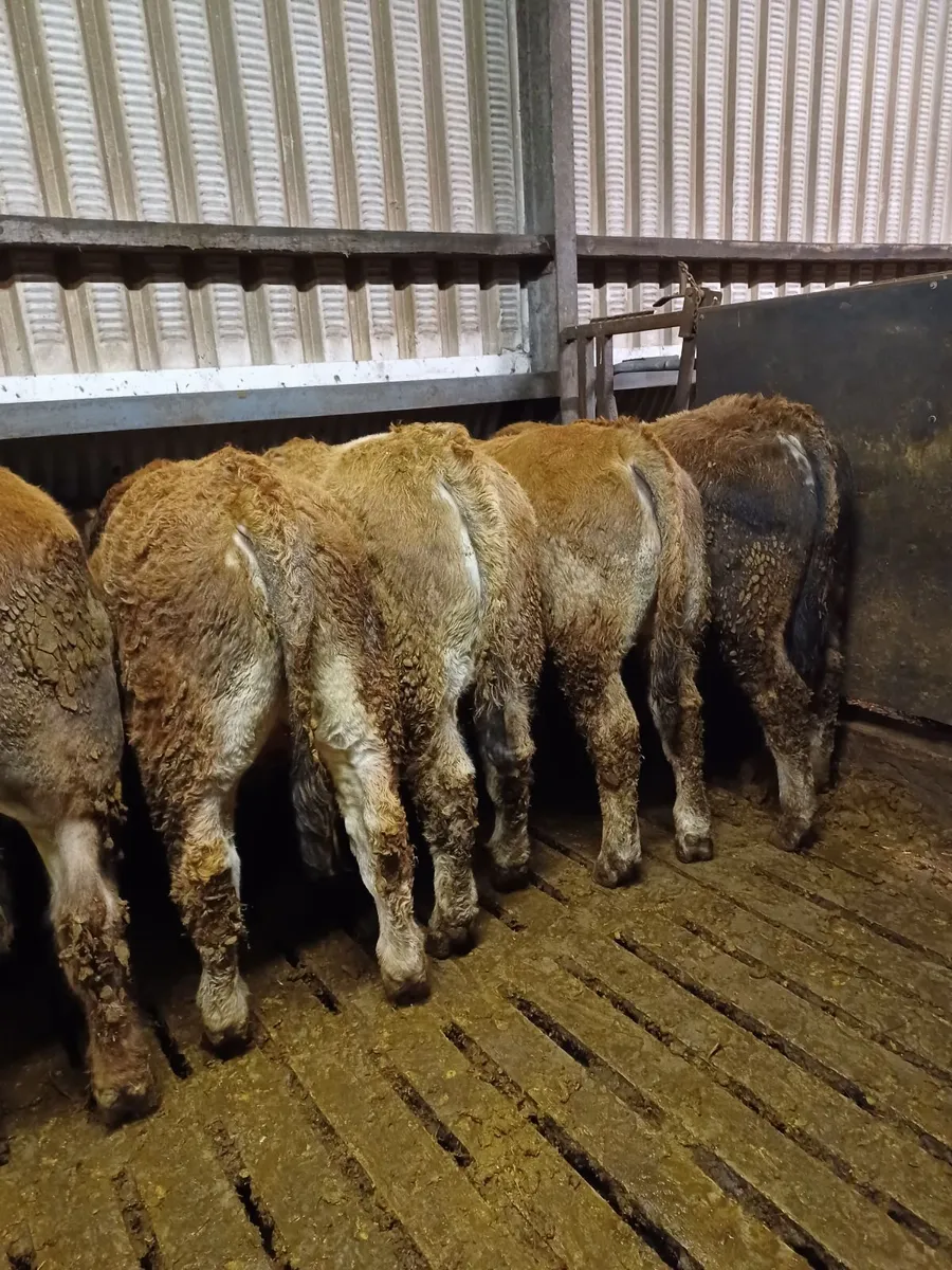 Weanling bulls - Image 2